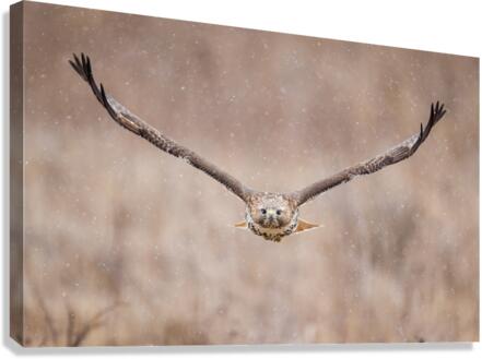 A66I0464 Edit Canvas Print