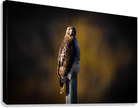 DSC00484 Edit Canvas Print