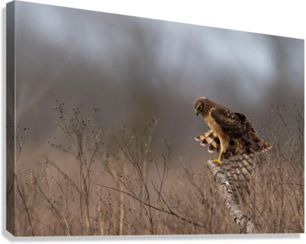 DSC03614 Edit Canvas Print
