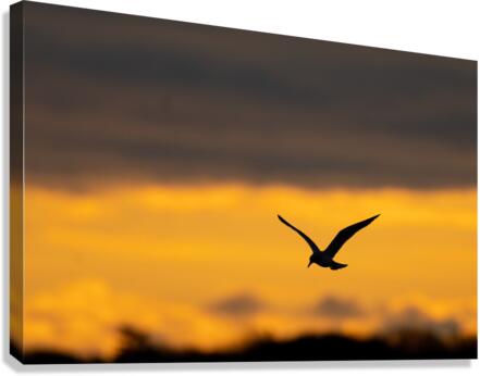 DSC07067 2 Canvas Print