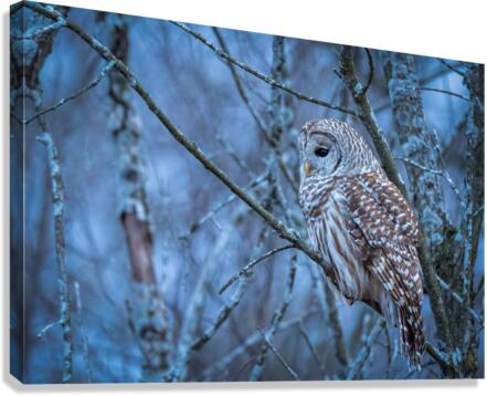 DSC04036 Edit Canvas Print