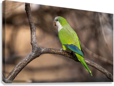 DSC02833 Edit Canvas Print