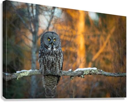 DSC08785 2 Edit Canvas Print