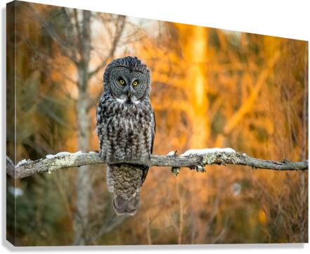 DSC08735 2 Edit Canvas Print
