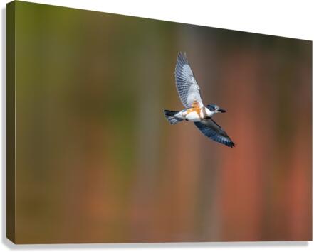 DSC01716 Edit Canvas Print
