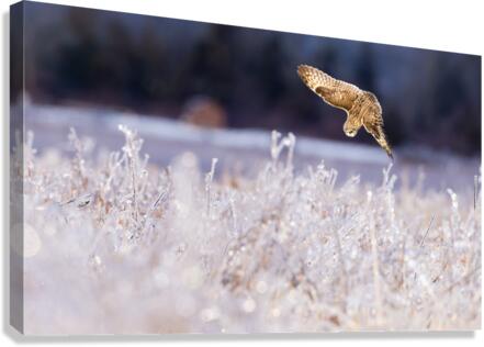 DSC01942 Edit Canvas Print