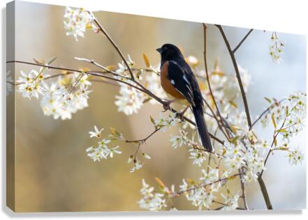 DSC04997 Edit Canvas Print