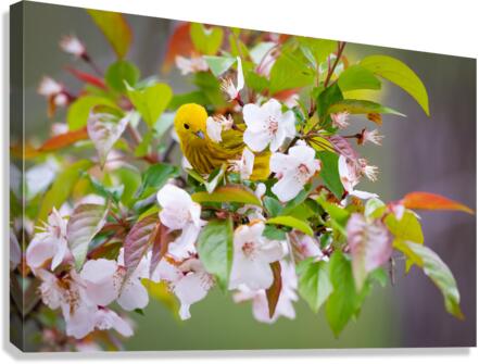 DSC00088 Edit Canvas Print