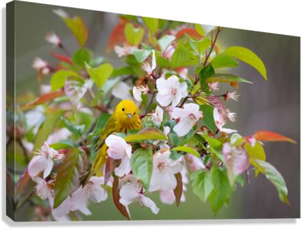 DSC00104 Edit Canvas Print