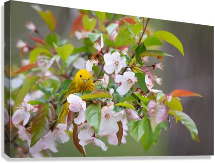 DSC00108 Edit Canvas Print