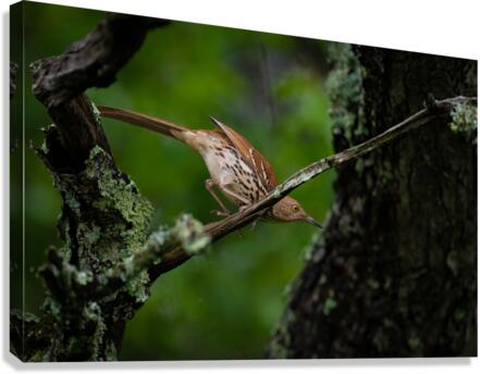 DSC01498 Edit Canvas Print