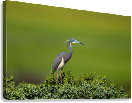 DSC09700 Edit Canvas Print