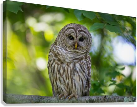 DSC07812 Edit Canvas Print