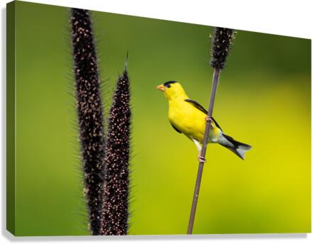 DSC03920 Edit Canvas Print
