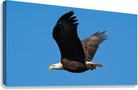 File 000 Canvas Print
