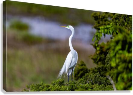 AC3Y6913 Edit Canvas Print
