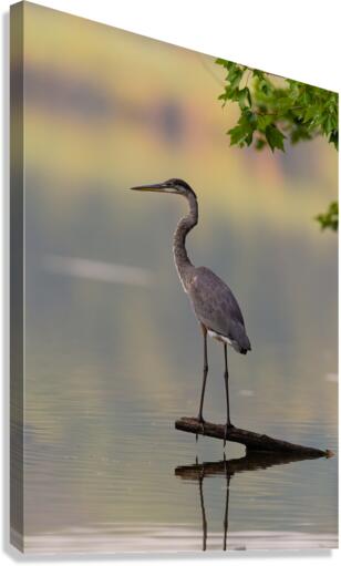 AC3Y8975 Edit1 Canvas Print