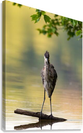 AC3Y9600 Edit Canvas Print