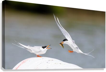 DSC02631 Edit Canvas Print