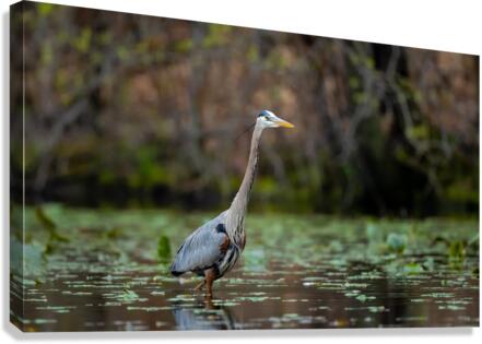 DSC05997 Edit Canvas Print