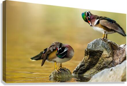 AC3Y3117 Edit Canvas Print