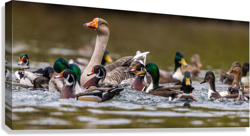 AC3Y5709 Canvas Print