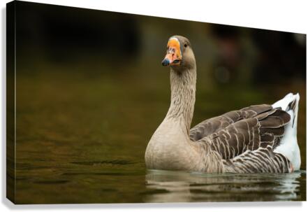 AC3Y5631 Edit Canvas Print
