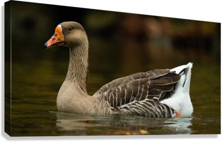 AC3Y5627 Edit Canvas Print