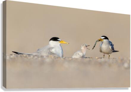 AC3Y8528 Edit Edit Canvas Print