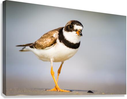  MG 3441 Canvas Print