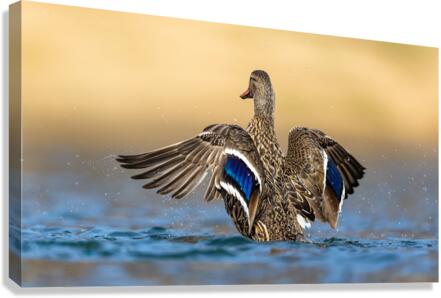 AC3Y6589 Edit 2 Canvas Print