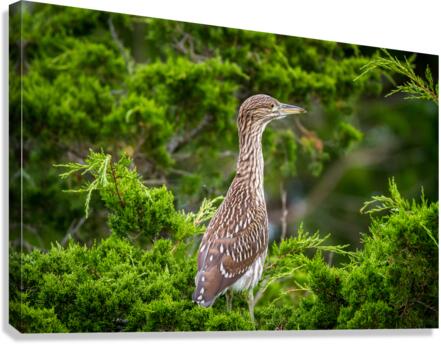  MG 2698 Canvas Print
