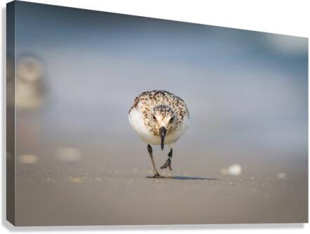  MG 3519 Canvas Print