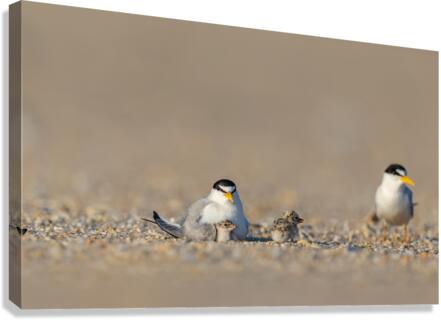 AC3Y8474 Edit Edit Canvas Print