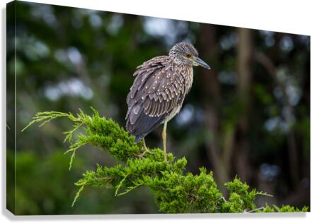  MG 2713 Canvas Print