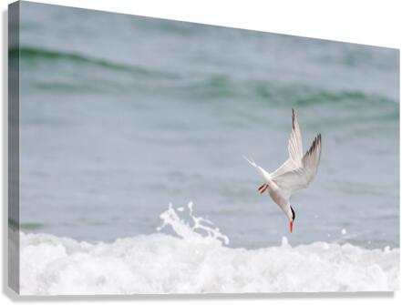  MG 3285 Canvas Print