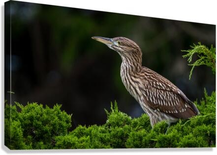  MG 2702 Canvas Print