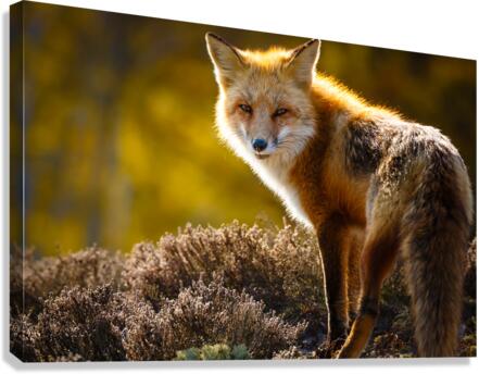  KM 1057 Canvas Print