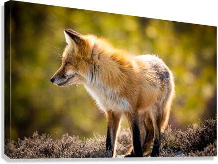  KM 1018 Edit Canvas Print