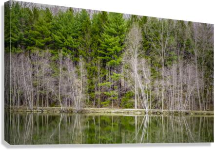 Evergreen Canvas Print