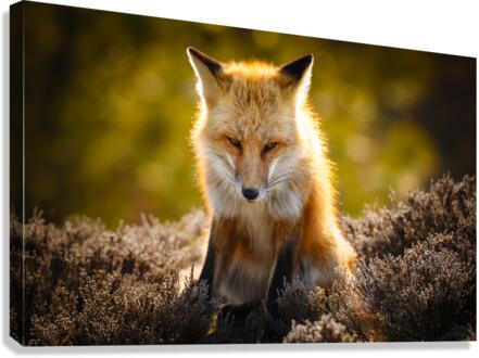  KM 1028 Canvas Print