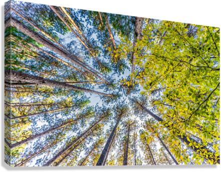 DP2L6911 Canvas Print