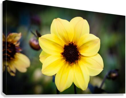 DP2L0490 Canvas Print