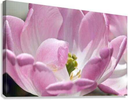 DP2L4003 Canvas Print