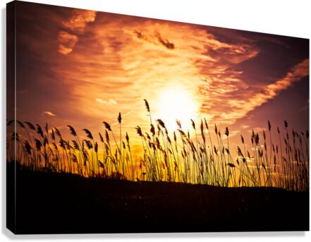 DP2L1752 Edit Canvas Print