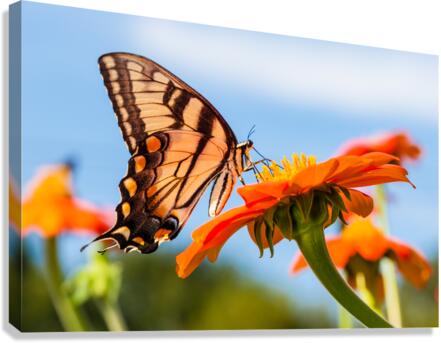 DP2L0223 Canvas Print