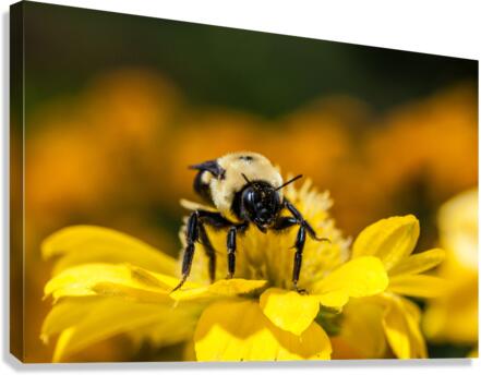 DP2L2276 Canvas Print