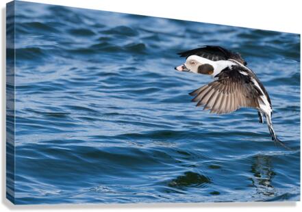 DSC07283 Edit Canvas Print