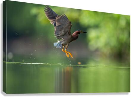 DSC00816 Edit Canvas Print