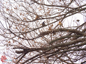 Blue Jay and Friends 2